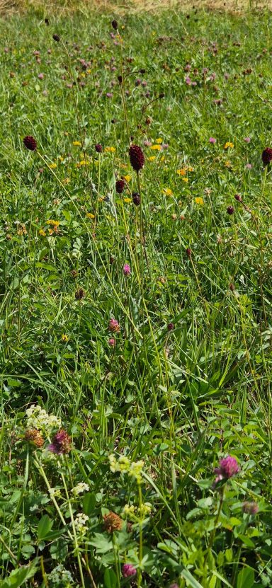 Großer Wiesenknopf