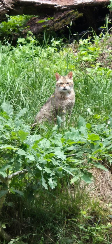Wildkatze