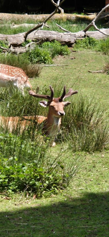 Damhirsch beim schieben des Geweihs