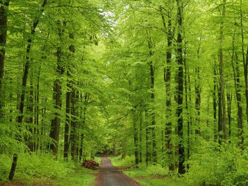 Wald, grün