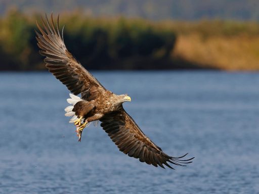 Seeadler