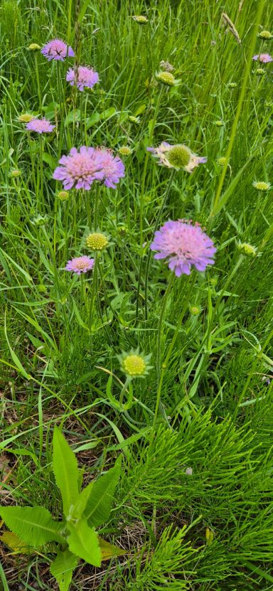 Acker-Witwenblume