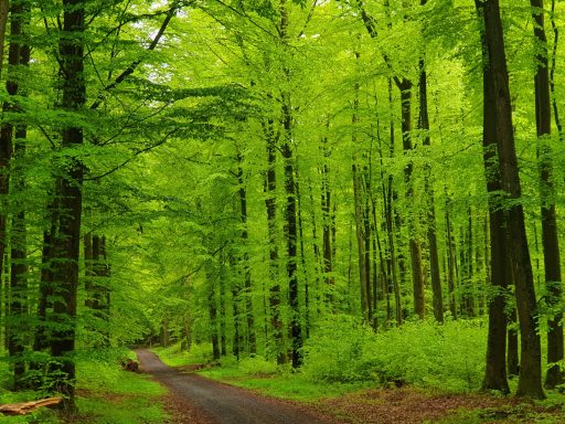 Wald, grün