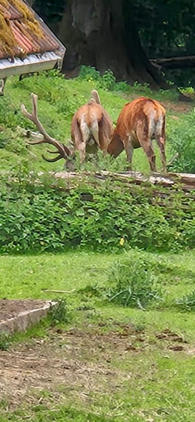 Rothirsch beim Geweih schieben. Kolbenhirsch.