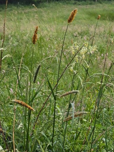 Wiesen Fuchsschwanz