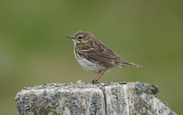 Wiesenpieper
