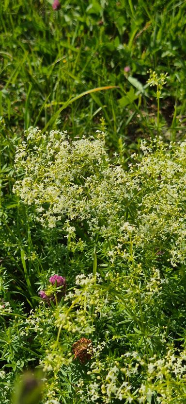 Wiesenlabkraut