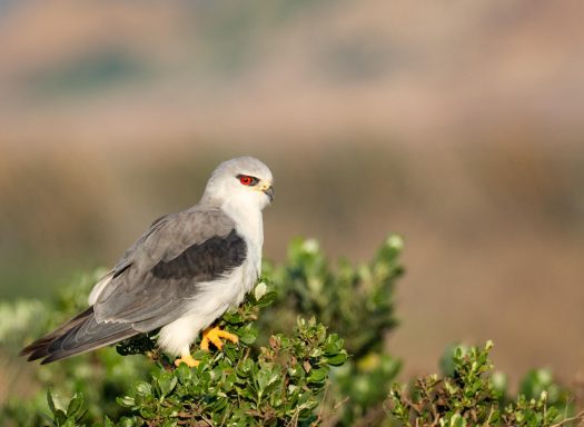 Gleitaar