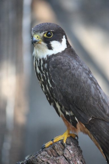 Baumfalke