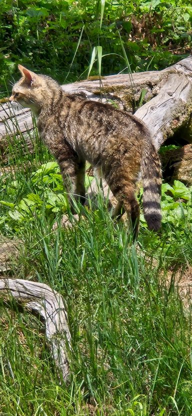 Wildkatze