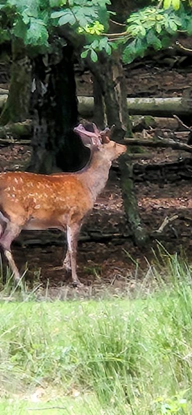 Sikahirsch beim schieben des Geweihs
