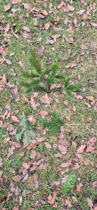 Fährtenbruch
