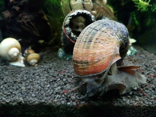 Wasserschnecke