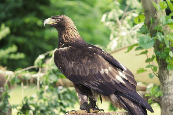Steinadler