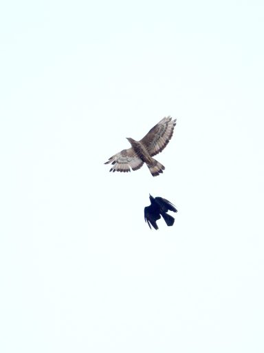 Wespenbussard