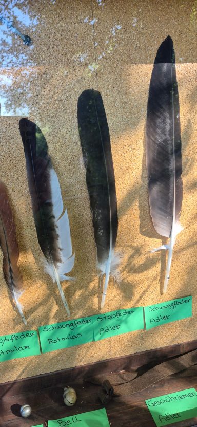Federmix Greifvögel, Falknerei Bad Marienberg