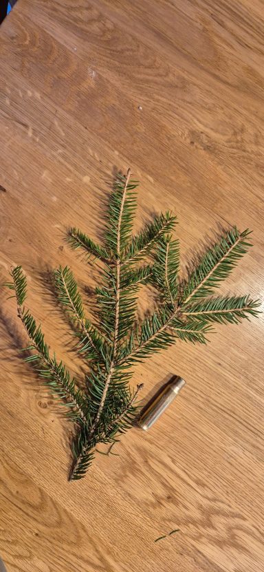 Erlegerbruch mit Hülse .308, erstes Reh