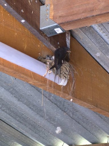 Rauchschwalbe beim Füttern