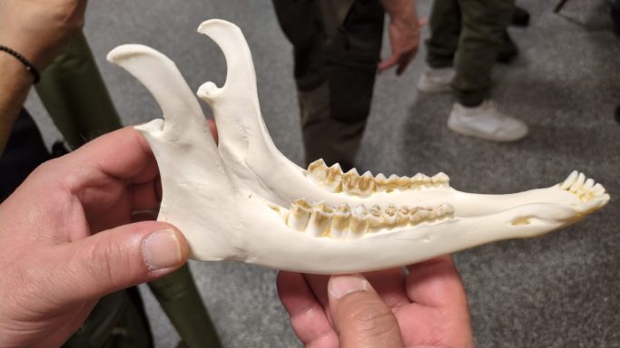 Unterkiefer zur Zahnbestimmung