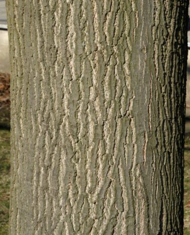 Roteiche