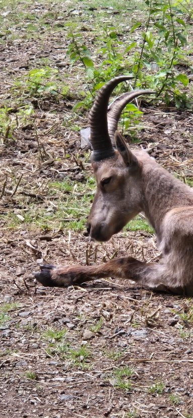Steinbock