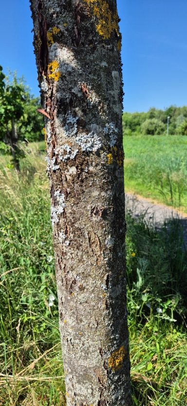 Elsbeere