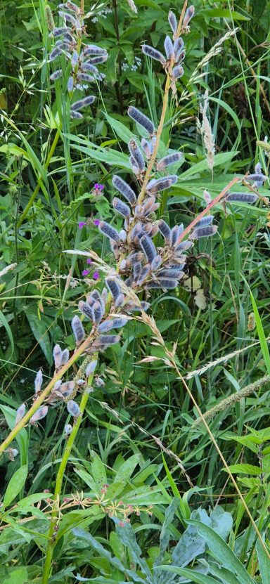 Lupine Frucht