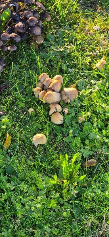 Gemeiner Glimmertintling