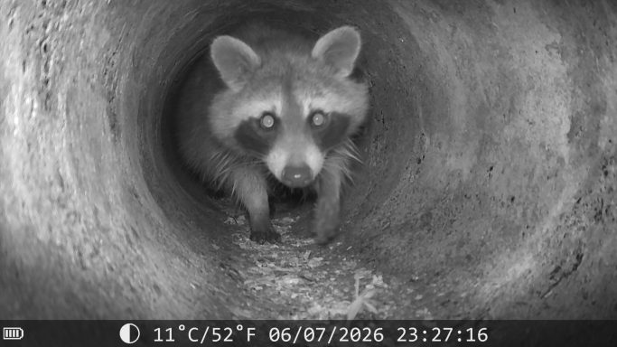 Waschbär auf der Wildkamera
