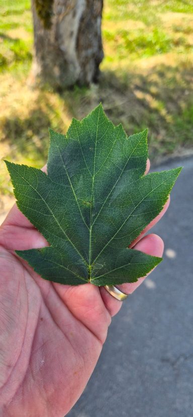Blatt Elsbeere