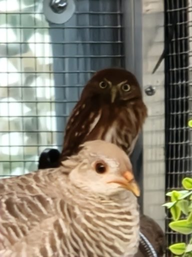 Brasilianischer Sperlingskauz