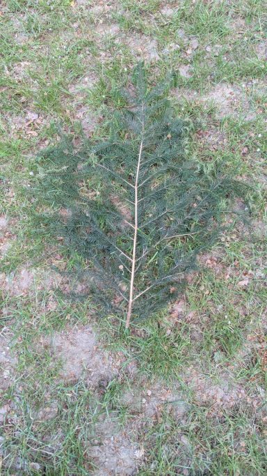 Ein Bruch: Hauptbruch