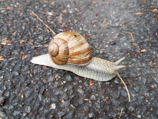 Weinbergschnecke