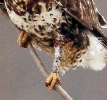 Raufußbussard, befiederte Ständer