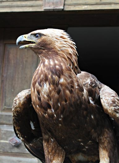 Steinadler