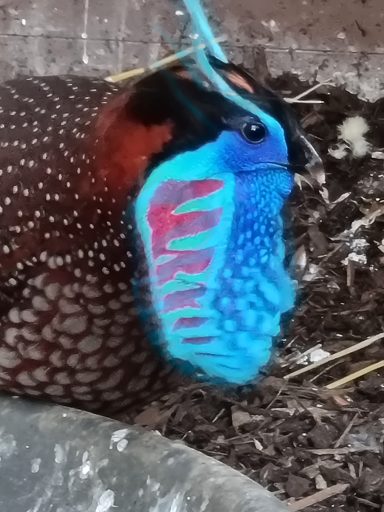 Temink Tragopan