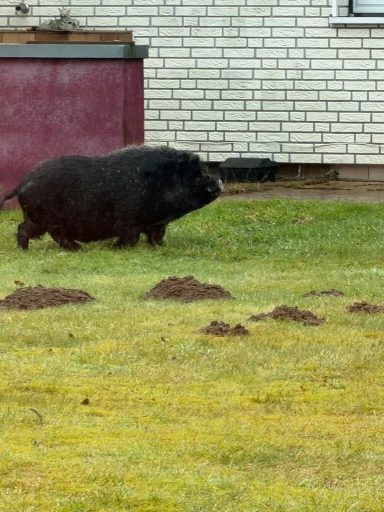 Wie ein Wildschwein :-)