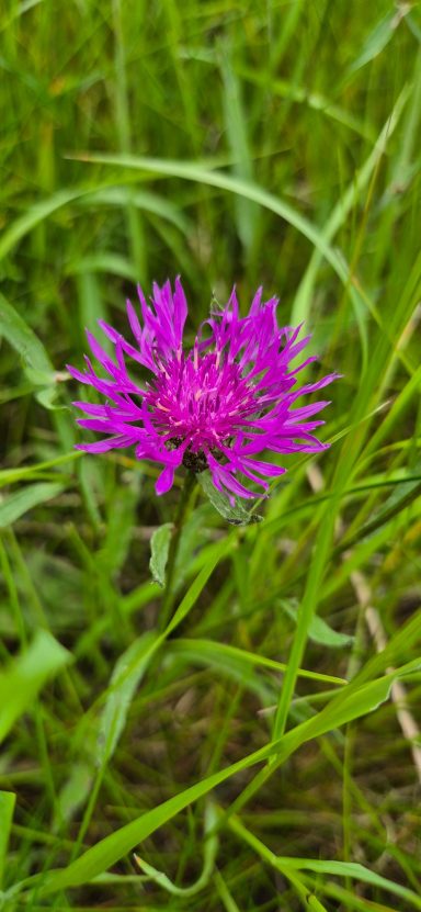 Wiesen-Flockenblume