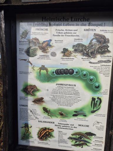 Molche und Lurche