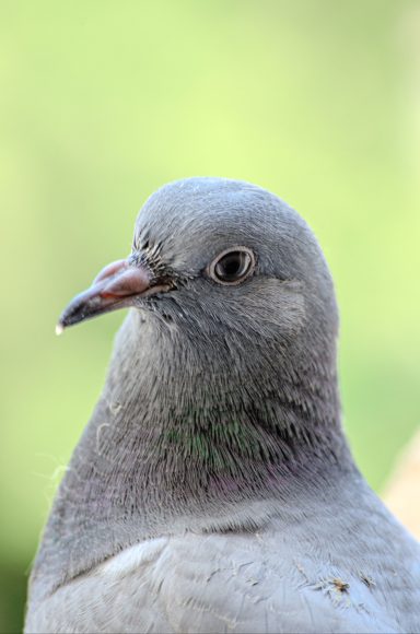 Hohltaube