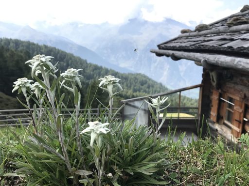 Edelweiss