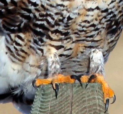 Raufußbussard, befiederte Ständer