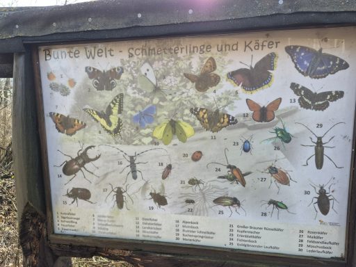 Schmetterlinge, Käfer