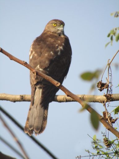 Wespenbussard