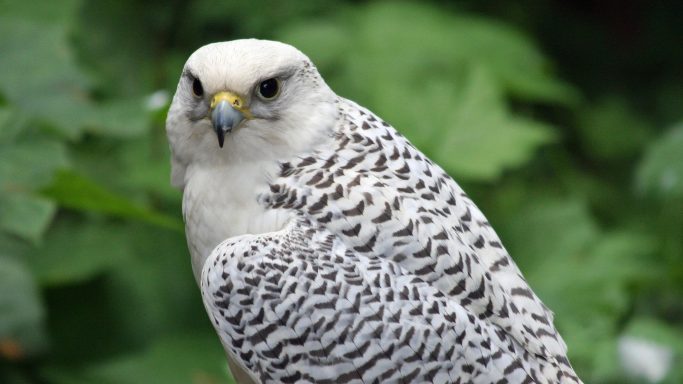 Gerfalke