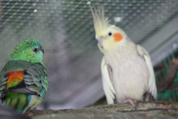 Singsittich, Nymphensittich