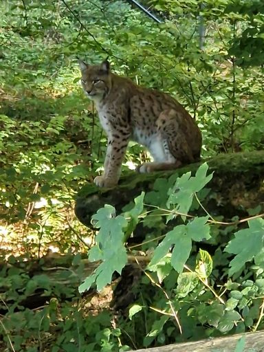 Luchs, Weilburg, Tierpark