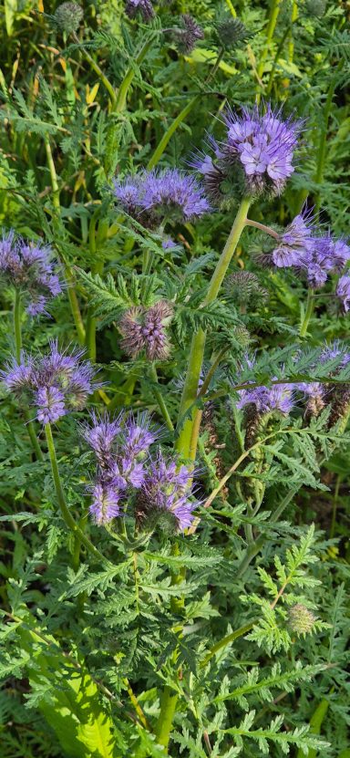 Phacelia