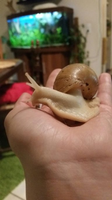 Afrikanische Riesenschnecke