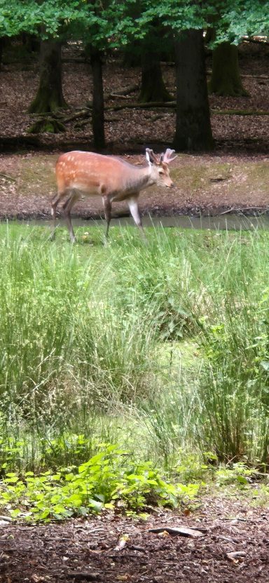 Sikahirsch beim schieben des Geweihs